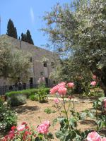 Rundreise Israel - Jerusalem, Garten Gethsemane