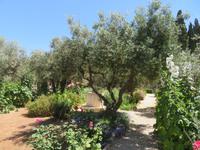 Rundreise Israel - Jerusalem, Garten Gethsemane
