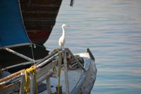 wo ist der beste Fisch?