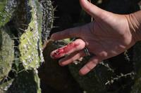 Cochenille (roter Farbstoff-Läuseblut) am Feigenkaktus