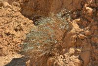 Kapernstrauch trotzt der Trockenheit