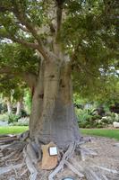 ein Baobab-Baum