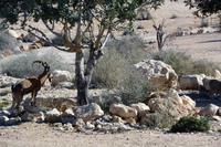 Steinböcke suchen die menschliche Nähe