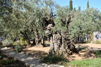 uralte Olivenbäume in Gethsemane