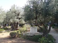 Jerusalem - Garten Gethsemane