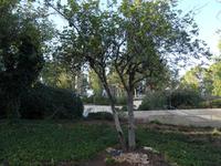 Jerusalem - Yad Vashem, Garten der Gerechten unter den Völkern