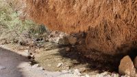 20220328 142436Wandern im Ein Gedi Nationalpark