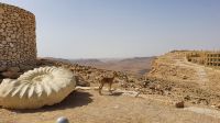 20220330 102506 Mitzpe Ramon mit Steinbock