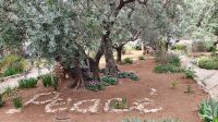20220402 091117 Garten Gethsemane