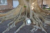 225 Botanischer Garten Ein Gedi