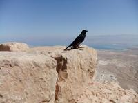 Blick zum Toten Meer