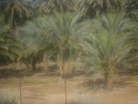 auf dem Weg nach Qumran