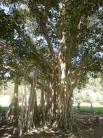 üppiges Grün - Ein Gedi