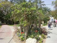 üppiges Grün - Ein Gedi