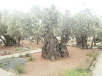 Garten Gethsemane - uralte Ölbäume