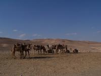 Vor dem Beduinencamp