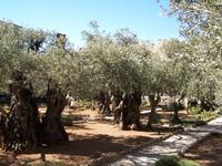 Der Garten Gethsemane