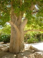 5.Tag, 28.10.2013: Botanischer Garten im Kibbuz 