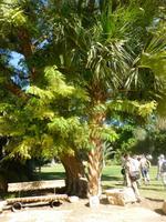 5.Tag, 28.10.2013: Botanischer Garten im Kibbuz 