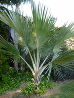 5.Tag, 28.10.2013: Botanischer Garten im Kibbuz 