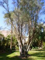 5.Tag, 28.10.2013: Botanischer Garten im Kibbuz 