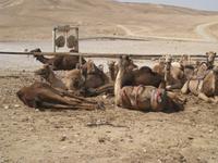 beim Beduinen in der Negev