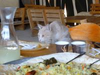 6.Tag, 29.10.2013: Mittagessen bei den Beduinen (Kfar Hanokdim)
