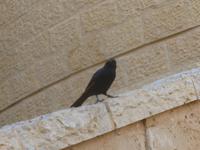6.Tag, 29.10.2013: typischer Vogel - 