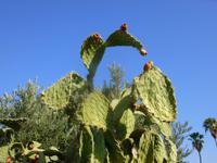 3.Tag, 26.10.2013: Feigenkakteen in Tabgha