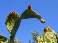 3.Tag, 26.10.2013: Feigenkakteen in Tabgha