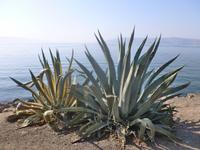 3.Tag, 26.10.2013: Kapernaum am See Genezareth