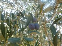 4.Tag, 27.10.2013: Besuch der Ölmühle in Avtalyon