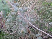 4.Tag, 27.10.2013: Besuch eines Gewächshauses im Kibbuz 