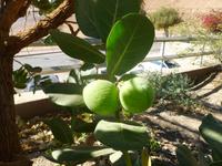 5.Tag, 28.10.2013: Botanischer Garten im Kibbuz 