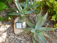 5.Tag, 28.10.2013: Botanischer Garten im Kibbuz 