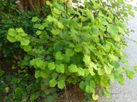 5.Tag, 28.10.2013: Botanischer Garten im Kibbuz 