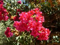 5.Tag, 28.10.2013: Botanischer Garten im Kibbuz 