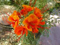 5.Tag, 28.10.2013: Botanischer Garten im Kibbuz 