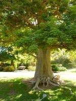 5.Tag, 28.10.2013: Botanischer Garten im Kibbuz 