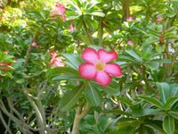 5.Tag, 28.10.2013: Botanischer Garten im Kibbuz 