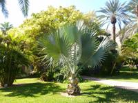 5.Tag, 28.10.2013: Botanischer Garten im Kibbuz 