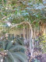 5.Tag, 28.10.2013: Gummibaum im Kibbuz 