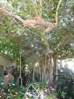 5.Tag, 28.10.2013: Gummibaum im Kibbuz 