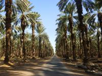 6.Tag, 29.10.2013: Dattelpalmenhain in der Judäischen Wüste