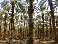 6.Tag, 29.10.2013: Dattelpalmenhain in der Judäischen Wüste