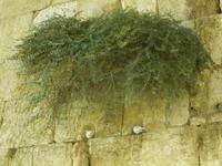 8.Tag, 31.10.2013: Lichterfahrt in Jerusalem (Klagemauer)