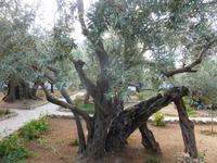 10.Tag, 02.11.2013: Garten Gethsemane