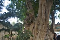 Alte Bäume in Akko