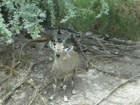Ein Steinbock