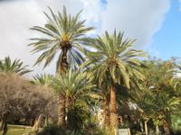 En Gedi